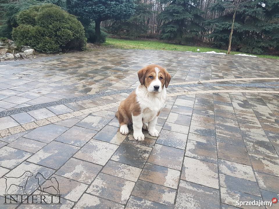 Owczarek Środkowoazjatycki FCI Suczka Kraśnik