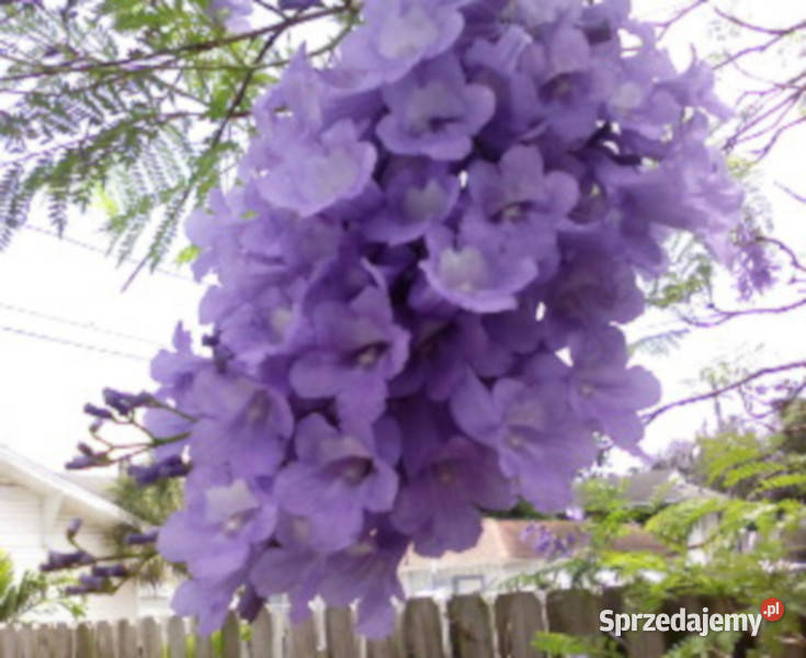 JAKARANDA MIMOZOLISTNA Jacaranda mimosifolia Lubanie
