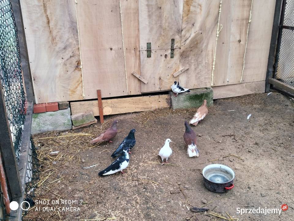 Gołębie Zamojskie Wysoko Lotne Ptaki Tokarówka