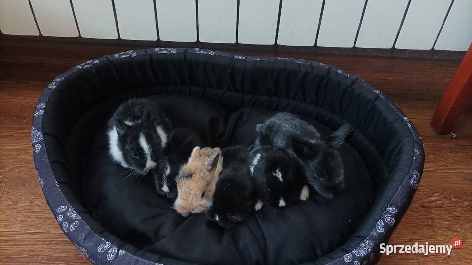 Śliczne młode króliki królik odmiana miniaturka