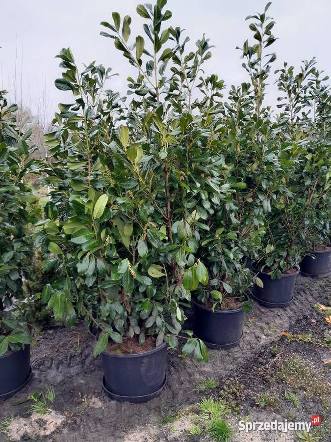 Laurowiśnia 1do 2m Rotundifolia caucasica Zacharzyce sprzedam
