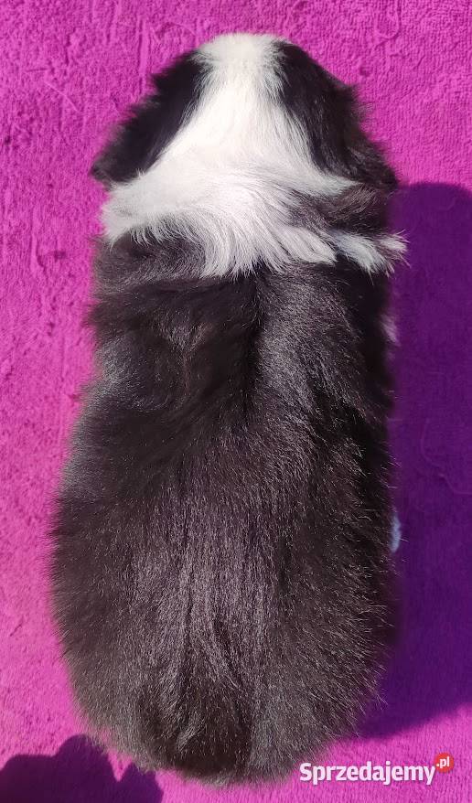 Piękna Rasowa suczka z pełną dok Szczeniak Iwonicz