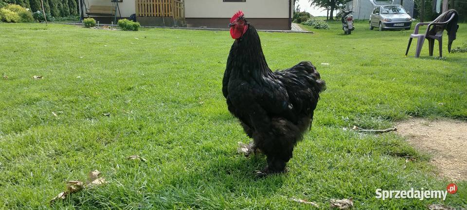 Kochin olbrzymi kogut lubelskie Tokarówka sprzedam