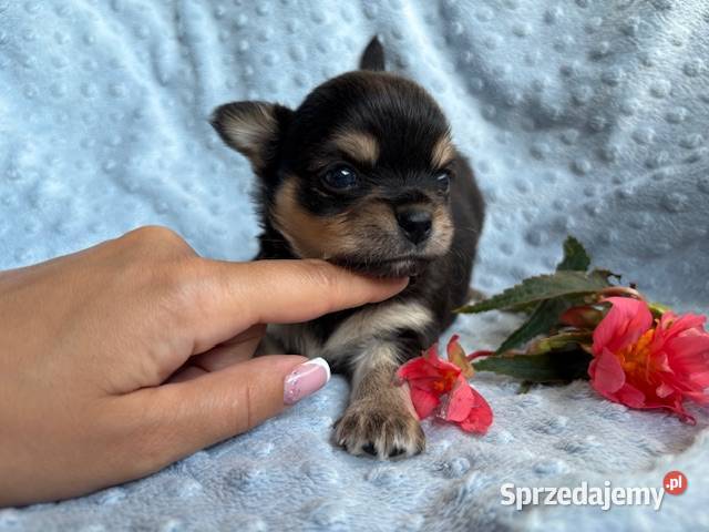 CHIHUAHUA ŚLICZNY PIESEK TRICOLOR Łódź