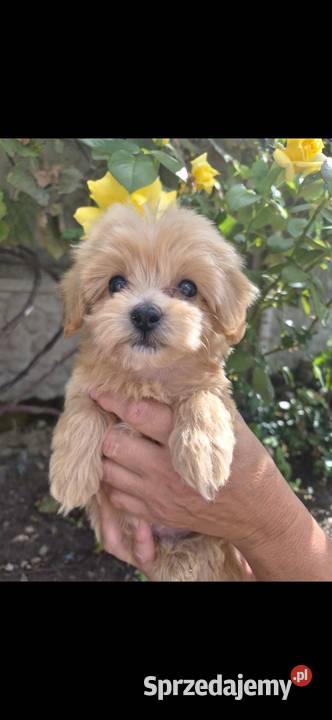 Sprzedam pieski Maltipoo świętokrzyskie Porąbki