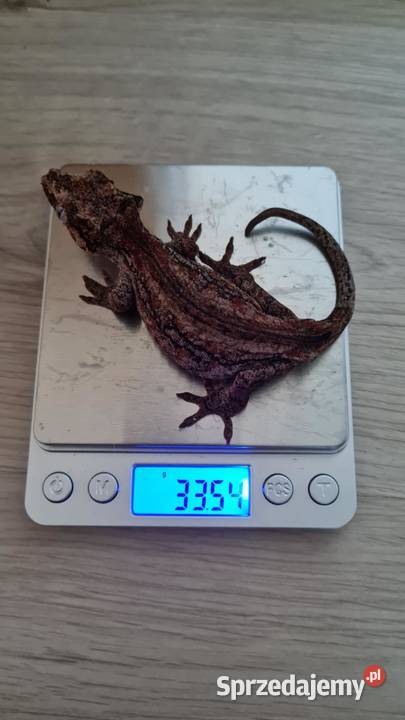 Gekon gargulcowy samica 4 sztuki Bielsko-Biała sprzedam