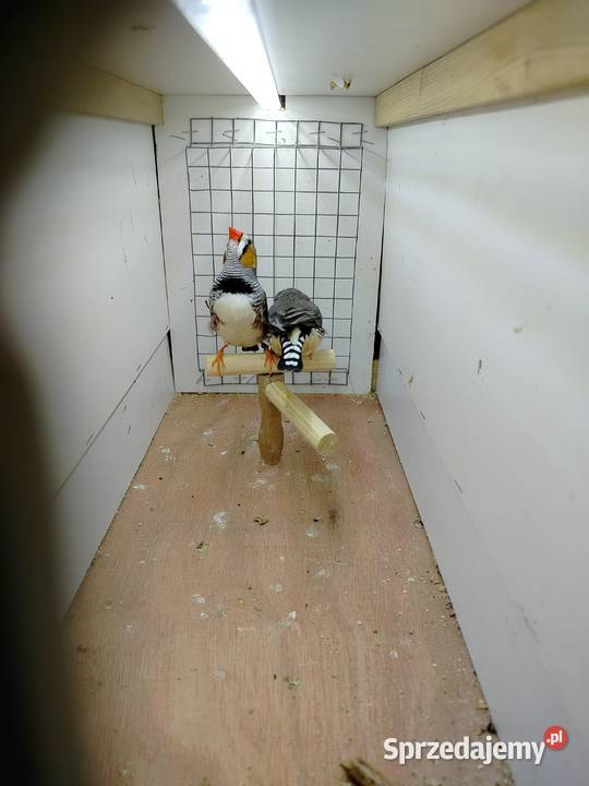 Zeberki samce dorosłe i młode podkarpackie Jarosław