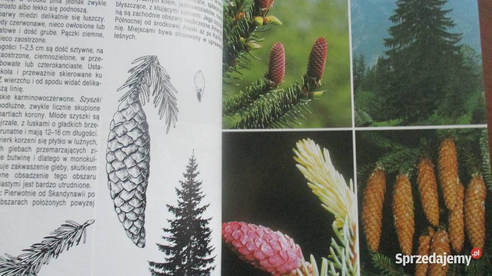 Chemia drewna i celulozy Nikitin drewno celuloza Łódź sprzedam