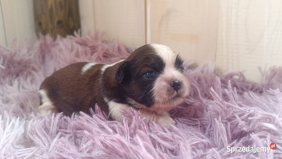 Szczeniaki shih tzu Tarnów sprzedam