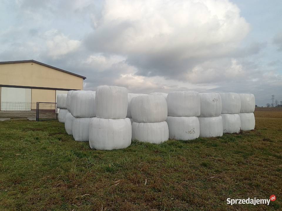 Sianokiszonka 2025 Trawy, słoma Lipno sprzedam
