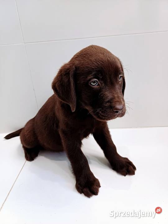 Piesek Labrador Czekoladowy Gostyń