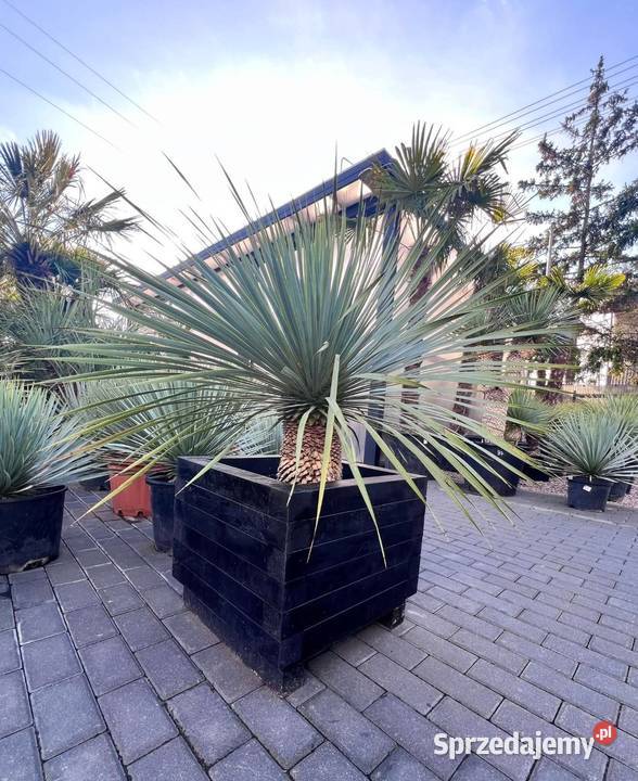 Donica do palm mazowieckie Warszawa