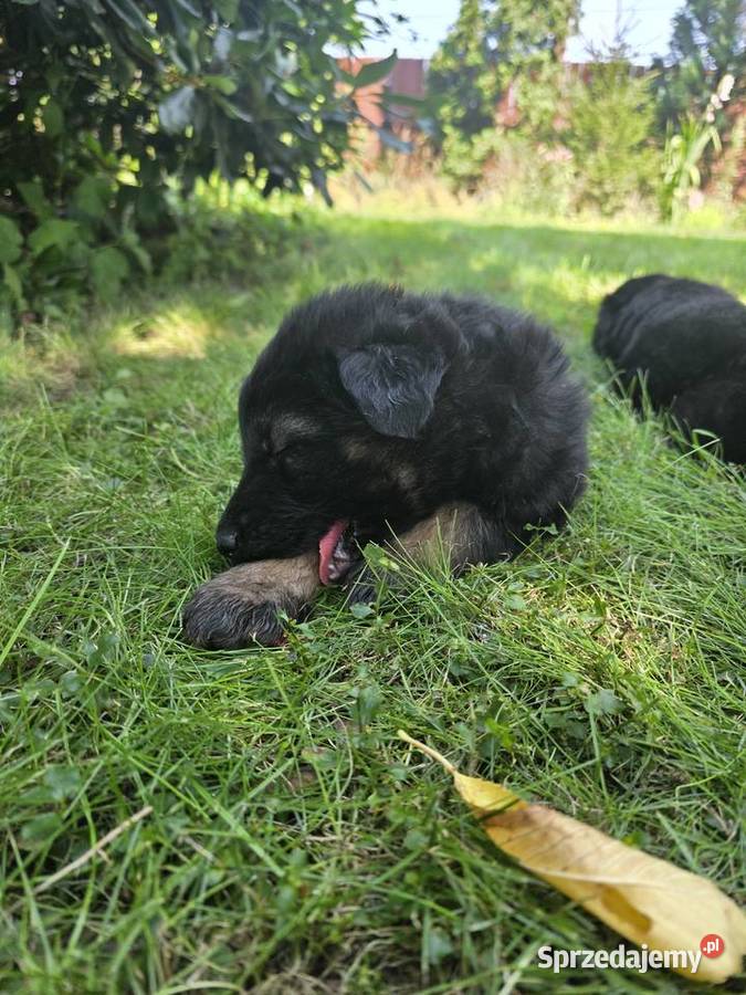 Przepiękne szczeniaki rasy Owczarek Niemiecki Owczarek