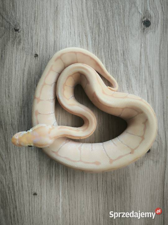 Pyton królewski Banana Enchi Pinstripe Makowiec