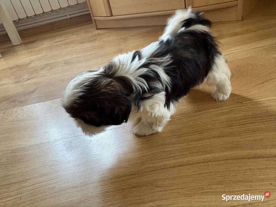 Piesek shih tzu Lipa