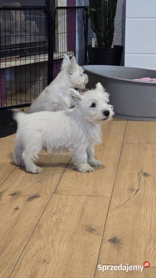 West highland white terrier westi zkwp FCI Piątkowisko sprzedam