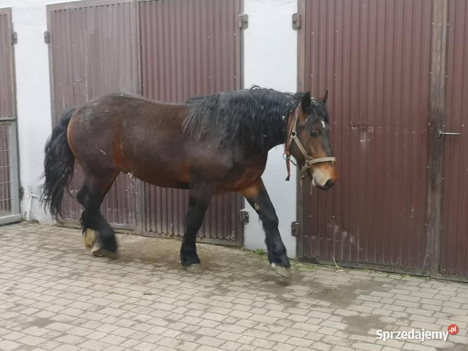 Ogier 2 letni śląskie Suszec