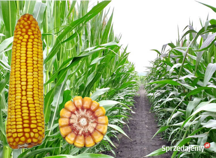 Materiał siewny kukurydza MHR Kosmo FAO 230 Pozostałe Produkcja roślinna Radomsko