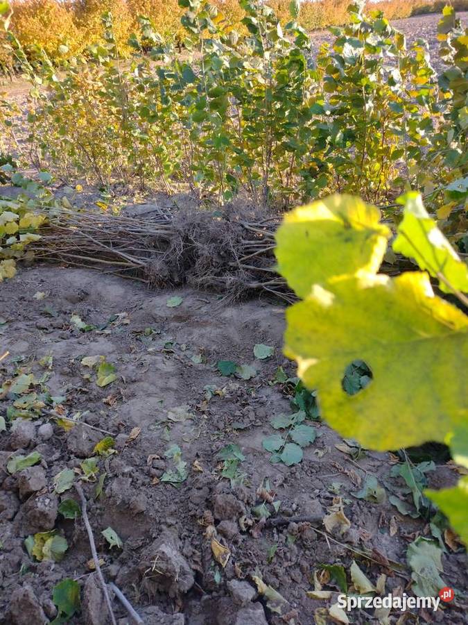 Sprzedam sadzonki leszczyny Lublin