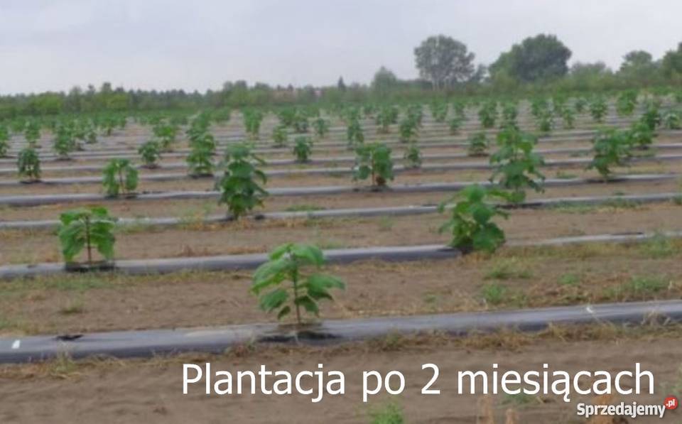 OXYTREE DRZEWA TLENOWE DO OGRODU I NA PLANTACJĘ Warszawa