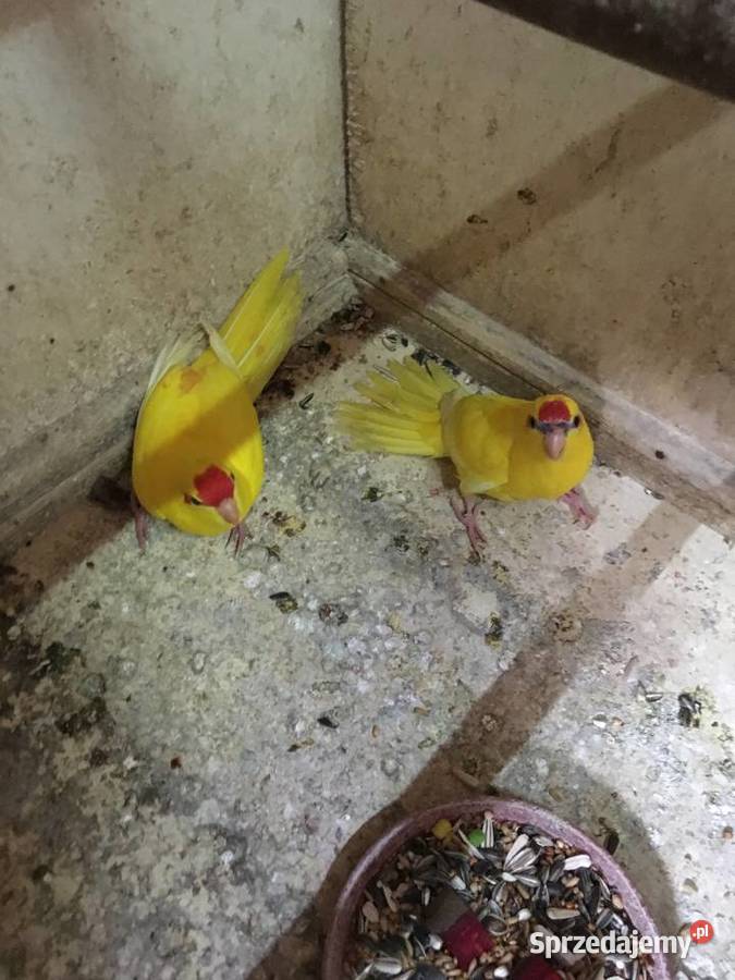 Papugi kozie Mondrolotki sprzedam