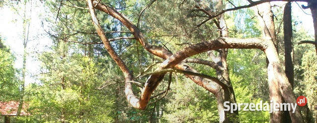 Działka w Woli Karczewskiej mazowieckie Wola Karczewska