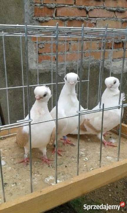 Sprzedam gołębie ozdobne mewki Likwidacja stada Pozostałe zachodniopomorskie Rębusz