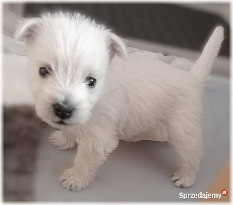 West Highland White Terrier ZKwP FCI śląskie