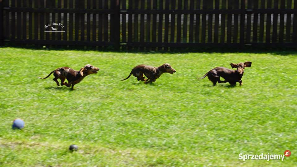 Jamnik krótkowłosy króliczymin ZKwPFCI Szczecin
