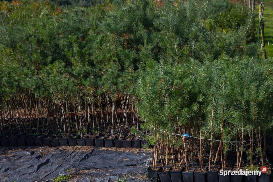 Sosna pospolita Pinus sylvestris obwód 1416 z
