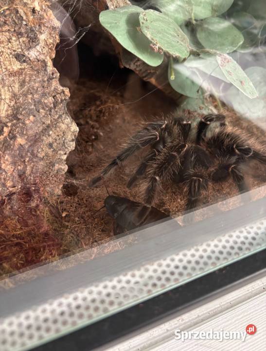 Ptasznik lasiodora parahybana dorosła samica