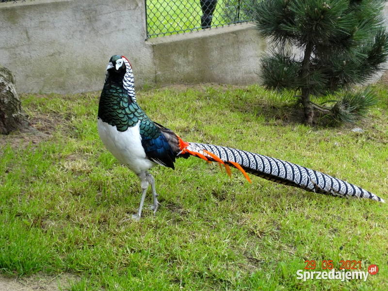 Sprzedam Bażant Bażanty Diamentowe z 2021r Samce Gostyń