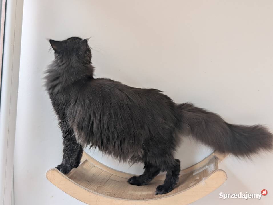 Flavio kocurek Maine Coon Adopcja płatna