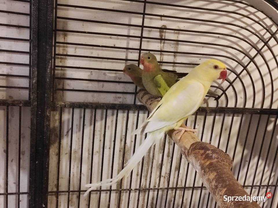 Aleksandretta obrożna cremino samica Rębków