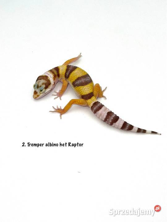 Kolorowe gekony lamparcie z hodowli 2026 Poznań sprzedam