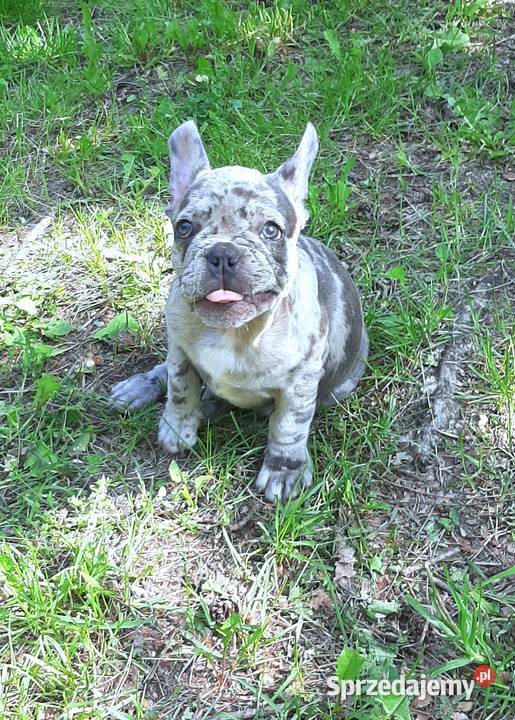 Buldog francuski sunia Pabianice sprzedam