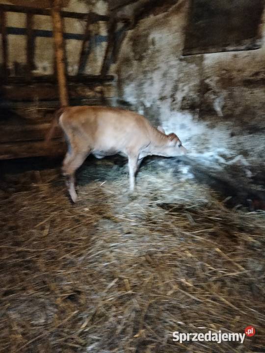 Cielisia Jersey Zwierzęta Różanka sprzedam