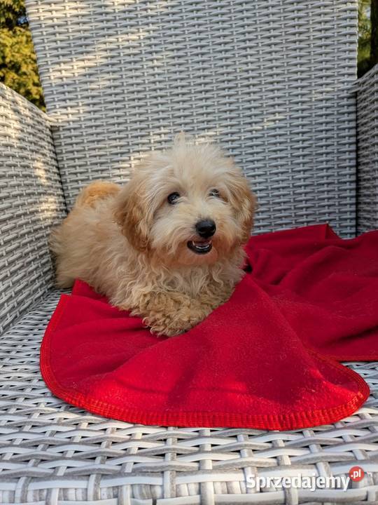 Piesek Maltipoo Szczaworyż