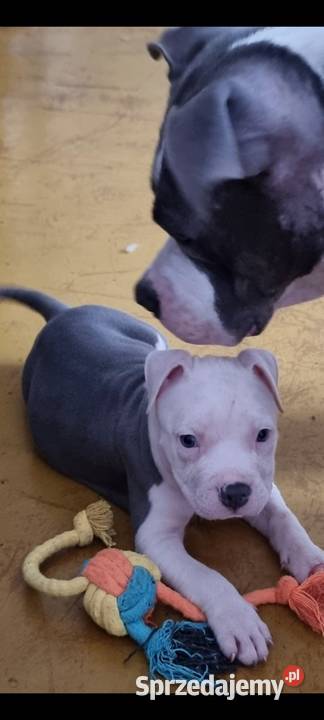American Staffordshire Terrier Pies Chełm