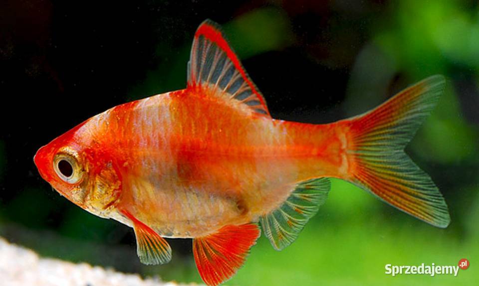 Brzanka sumatrzańska Puntigrus tetrazona ODMIANA Gdańsk