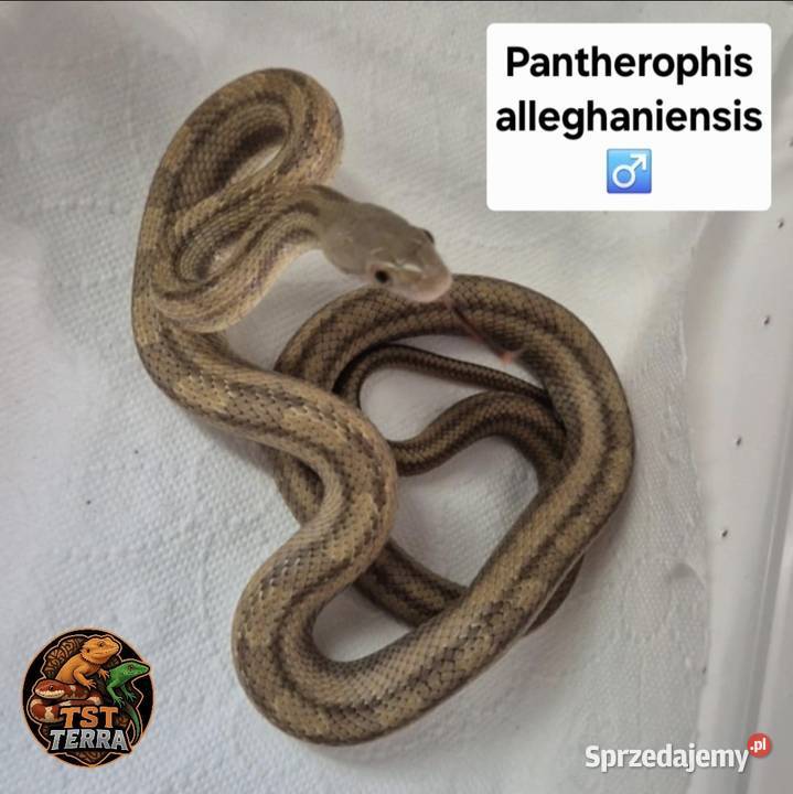 Młode węże zbożowe Starachowice