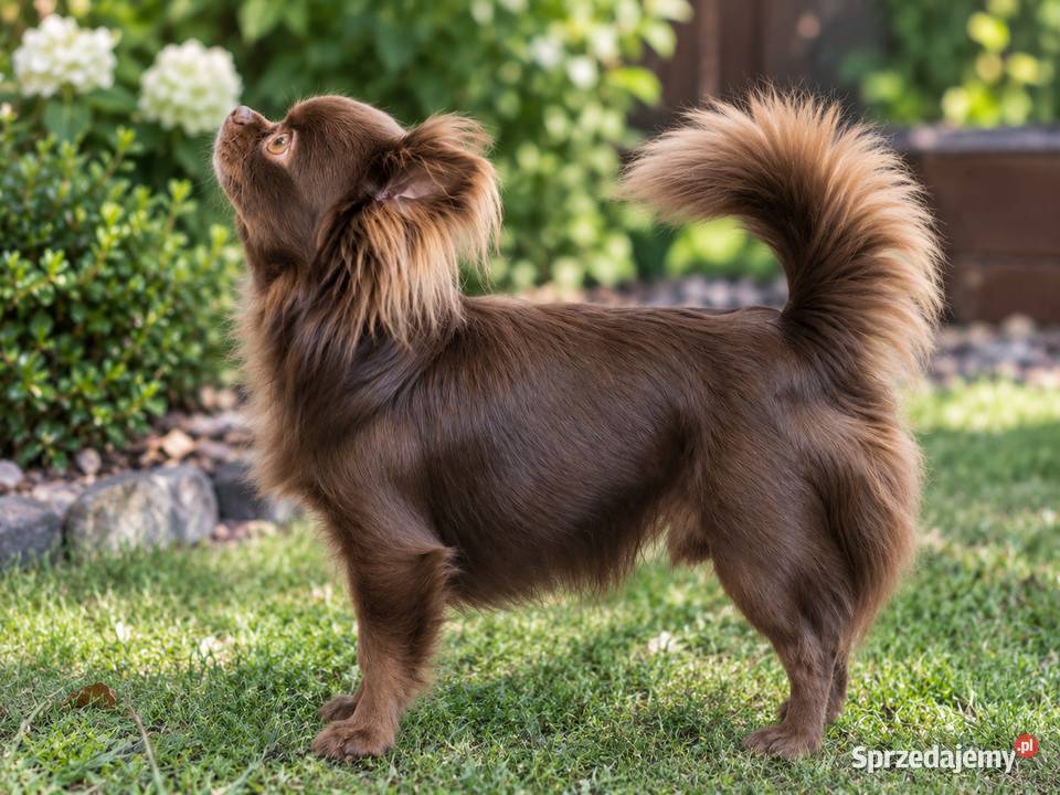 Długowłosy czekoladowy reproduktor chihuahua