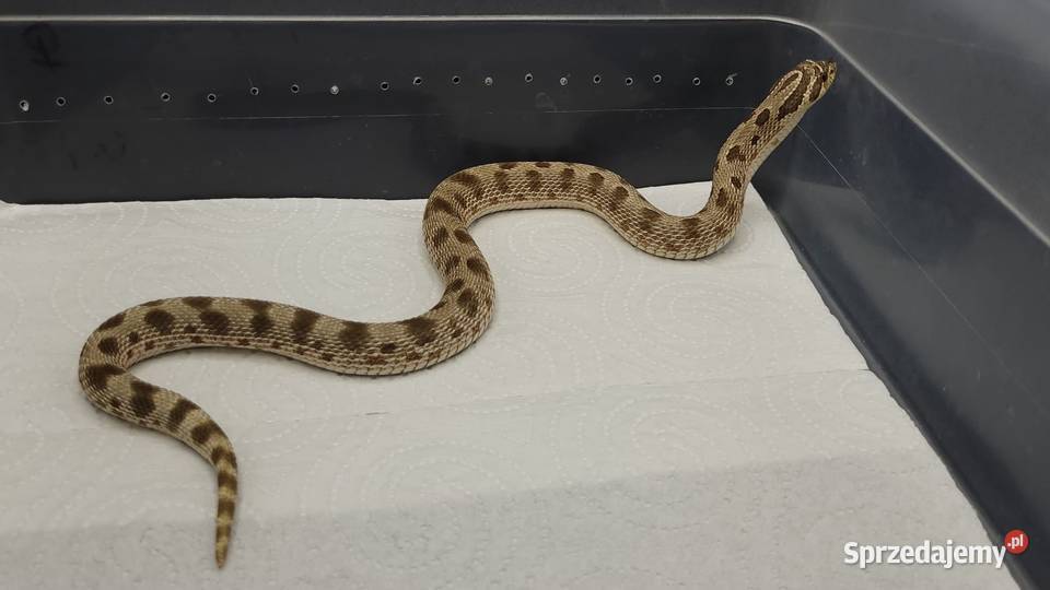 Heterodon Bytom