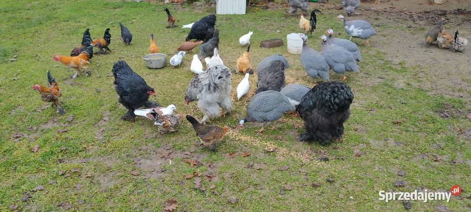 Sprzedam perliczki wszystkie z 25 roku Tokarówka sprzedam