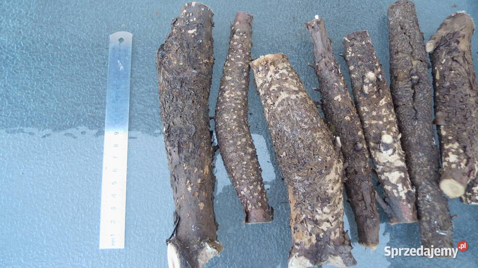 Noże Bagnety Oprawa Czeczota Kap