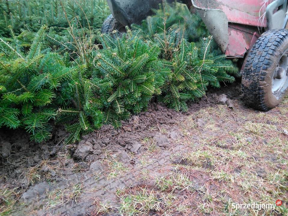 Jodła kaukaska 21 22 Jodła kaukaska jodła na Szczecinek