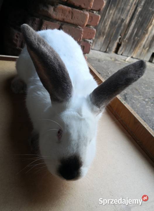 Samiczka kalifornisjka duża króliki młode Rybnik