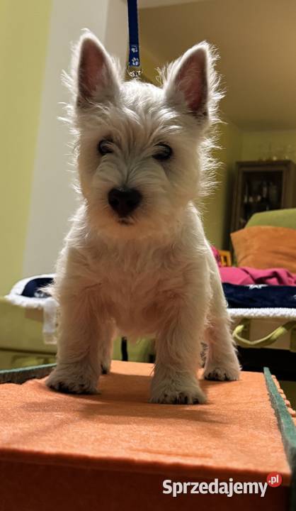 WEST HIGHLAND WHITE TERRIER Ozimek