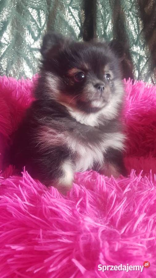 Suczka szpic pomeranion Płońsk