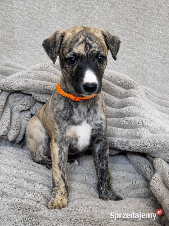 Whippet ZKwP FCI szczenięta z domowej hodowli pomorskie Tczew